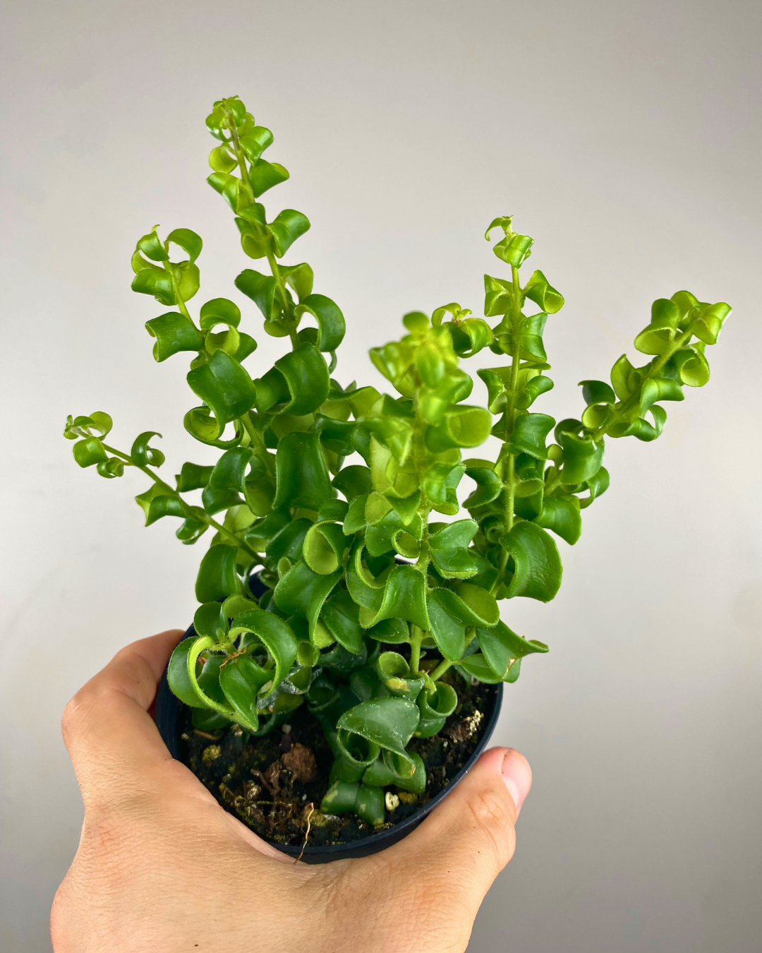 Feuillage bouclé et fleurs rouges d’Aeschynanthus Rasta