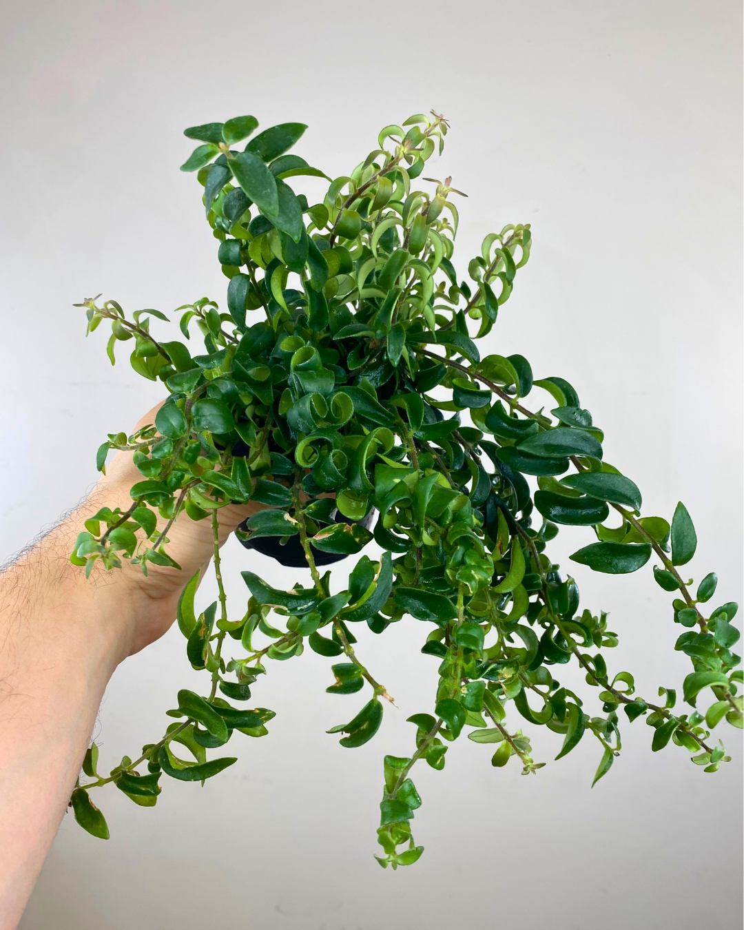 Feuilles torsadées vertes de l’Aeschynanthus Twister