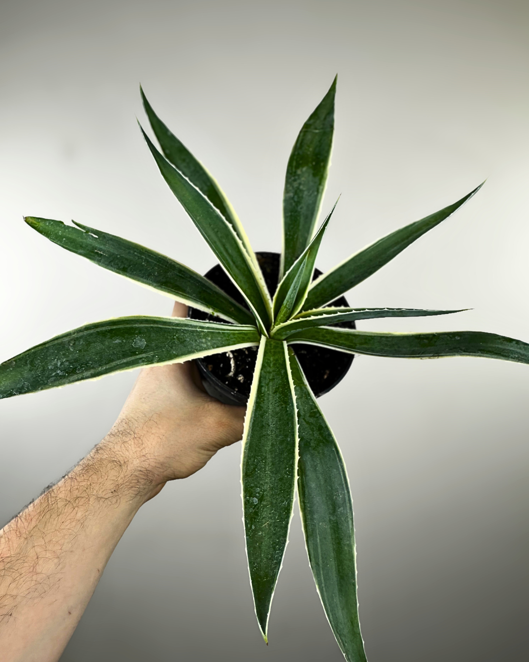 Rosette sculpturale aux feuilles épaisses d’un Agave