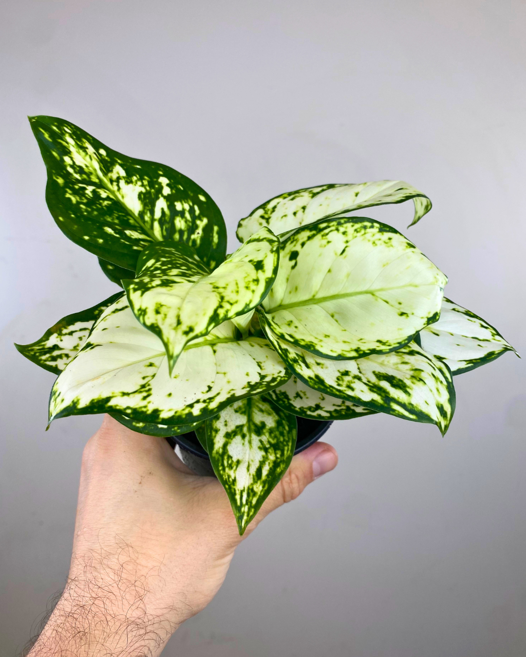 Feuilles vertes panachées blanches d’Aglaonema Beauty White