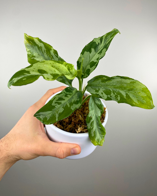 Aglaonema Pictum Tricolor rare plant camo pattern easy canada