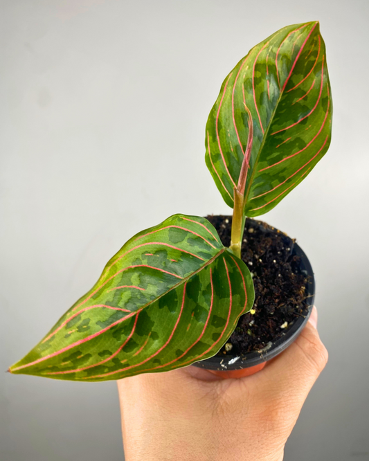 Feuilles camouflage vert avec nervures rouge-rosé de l’Aglaonema Red Army