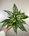 Feuilles larges crème et vert pâle de l’Aglaonema ‘Wintry Winehouse’