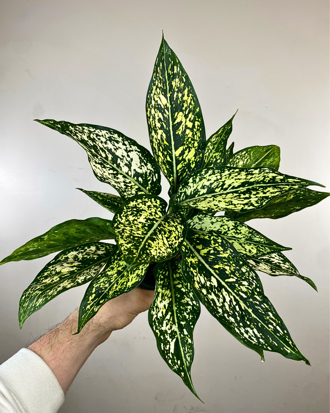 Feuilles larges crème et vert pâle de l’Aglaonema ‘Wintry Winehouse’