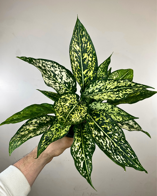 Feuilles larges crème et vert pâle de l’Aglaonema ‘Wintry Winehouse’