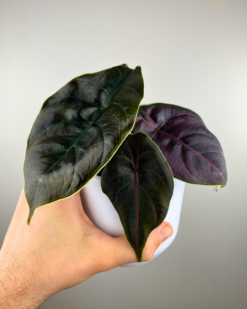 Alocasia Azlanii tropical plant stunning unusual leaves