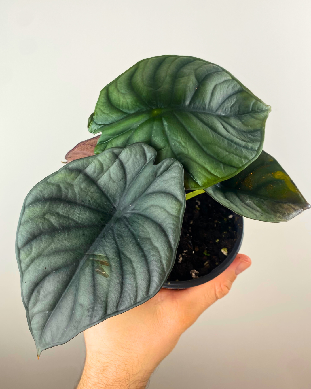 Alocasia Black Diamond rare stunning tropical