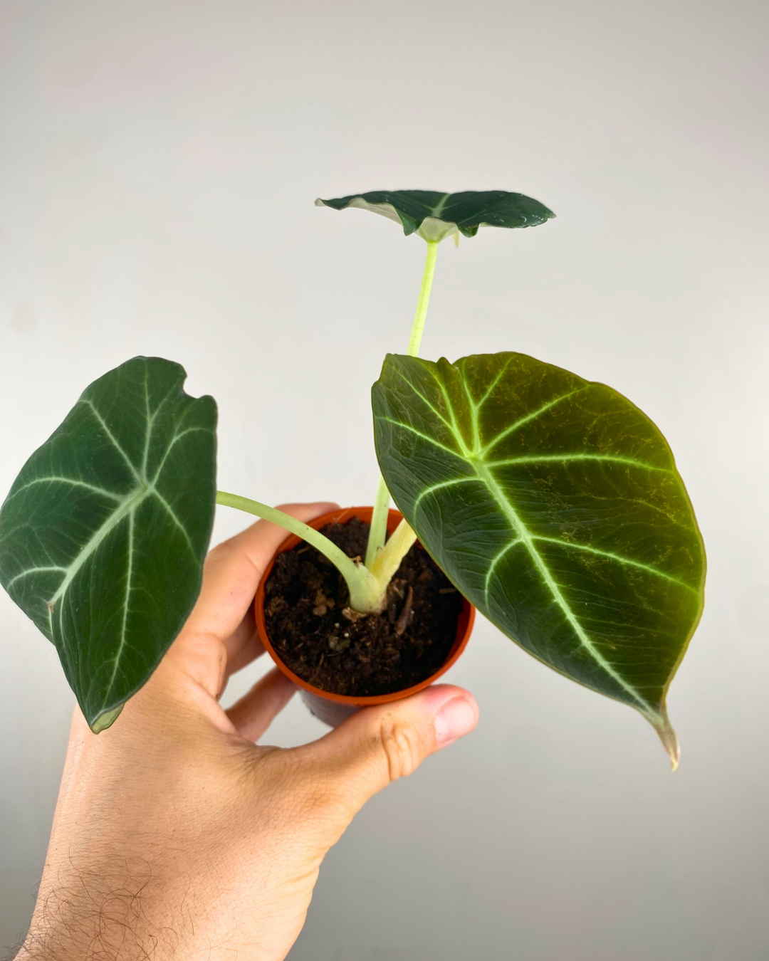 Feuillage velouté noir avec nervures argentées d’Alocasia Black Velvet