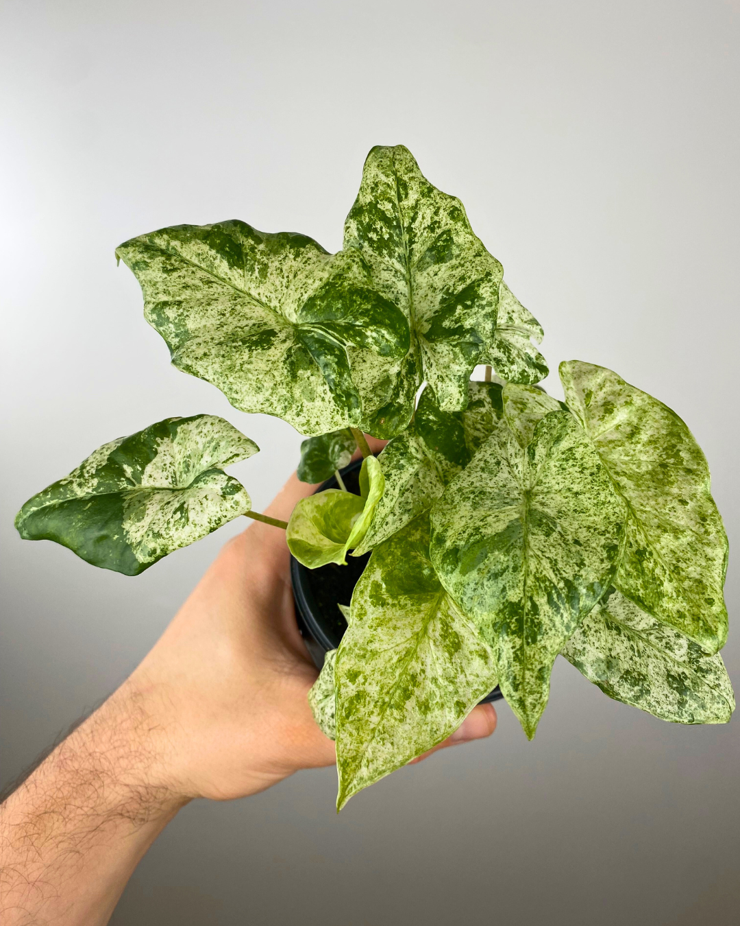 Alocasia camouflage rare houseplant canada