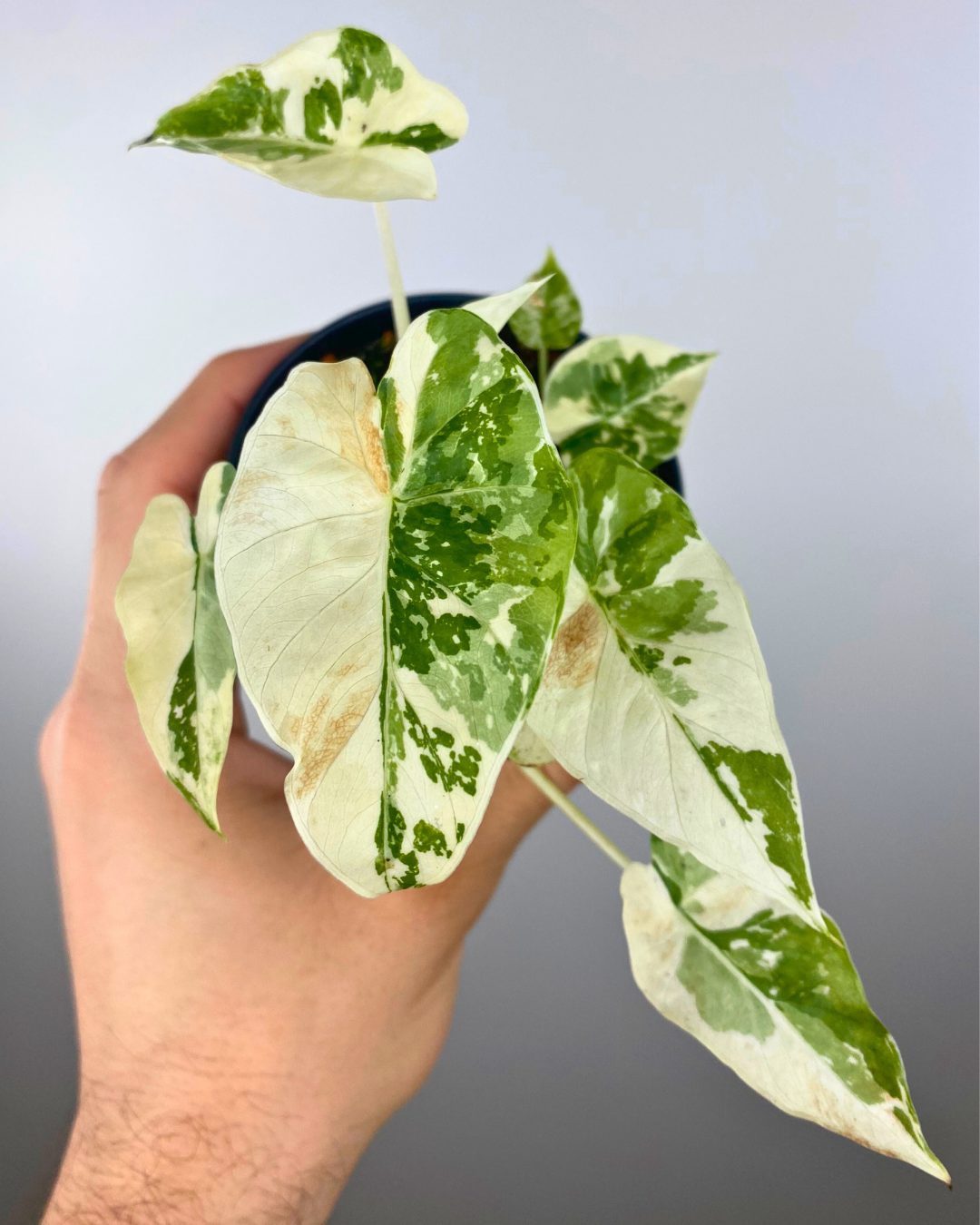 Alocasia Dawn Variegata rare houseplant canada