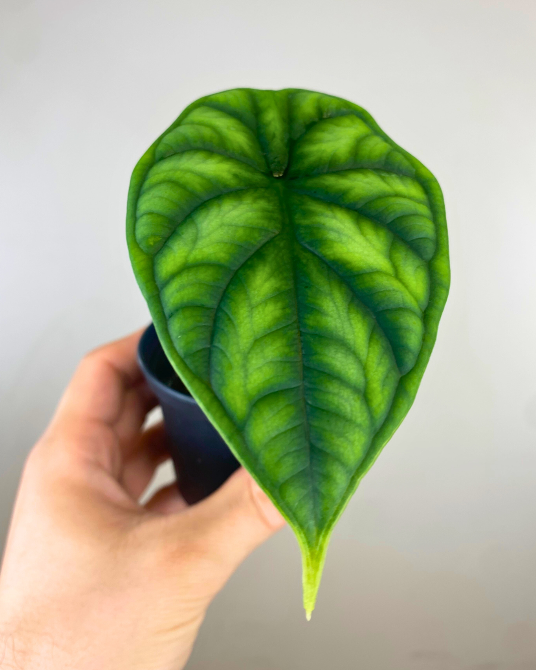 Alocasia Dragon Scale unusual houseplant tropical canada