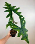 Feuilles larges en flèche vert vif d’Alocasia Jacklyn