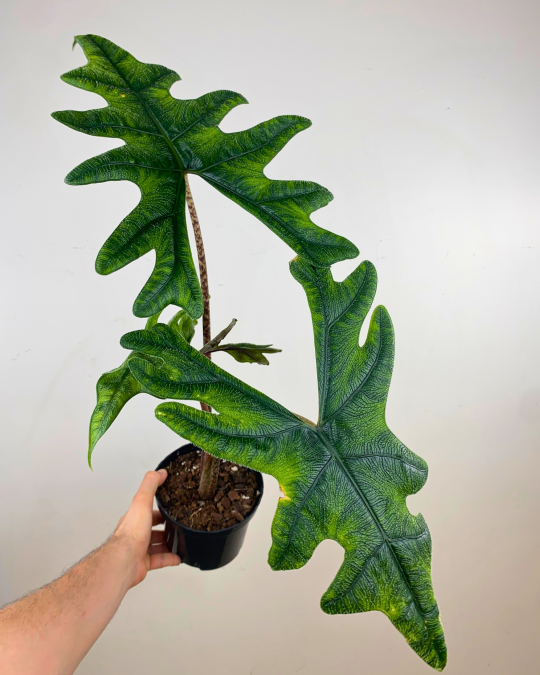 Feuilles larges en flèche vert vif d’Alocasia Jacklyn