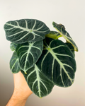 Alocasia Ninja easy tropical stunning canada