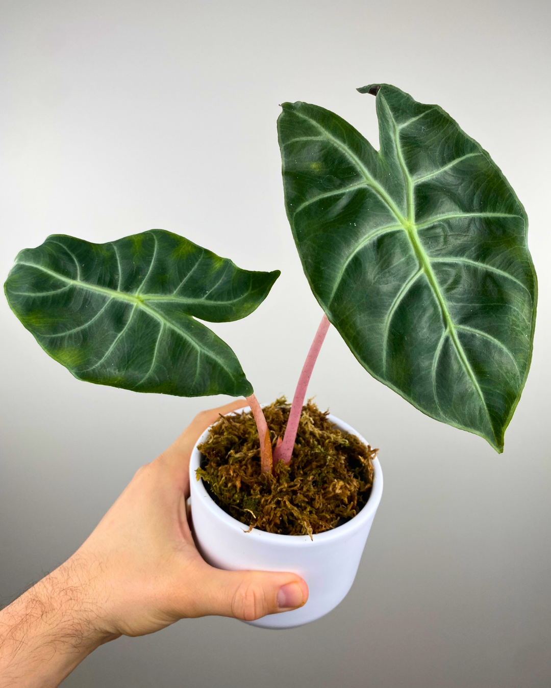 Alocasia Pink Dragon unusual alocasia canada