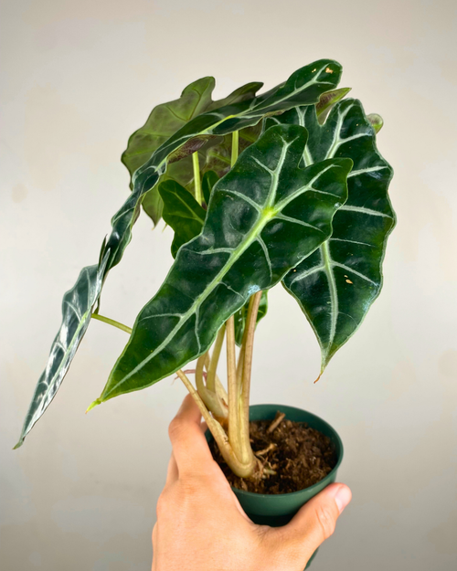 Feuillage sombre nervuré argenté de l’Alocasia Polly
