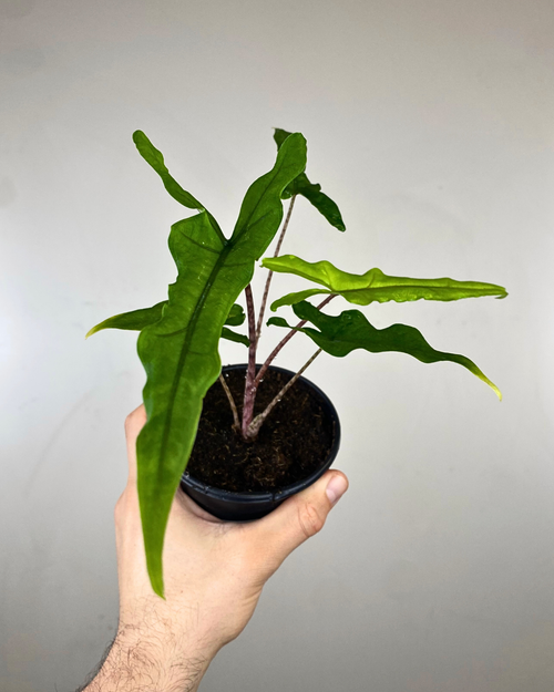 Feuilles vert foncé ondulées et pétioles marbrés de l’Alocasia Sabrina