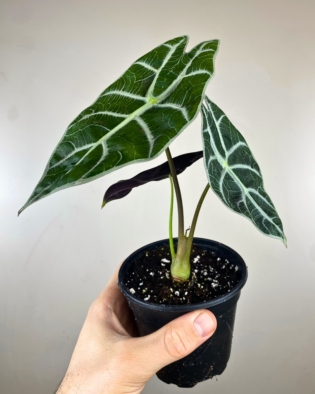 Grandes feuilles vert foncé aux nervures claires de l’Alocasia watsoniana