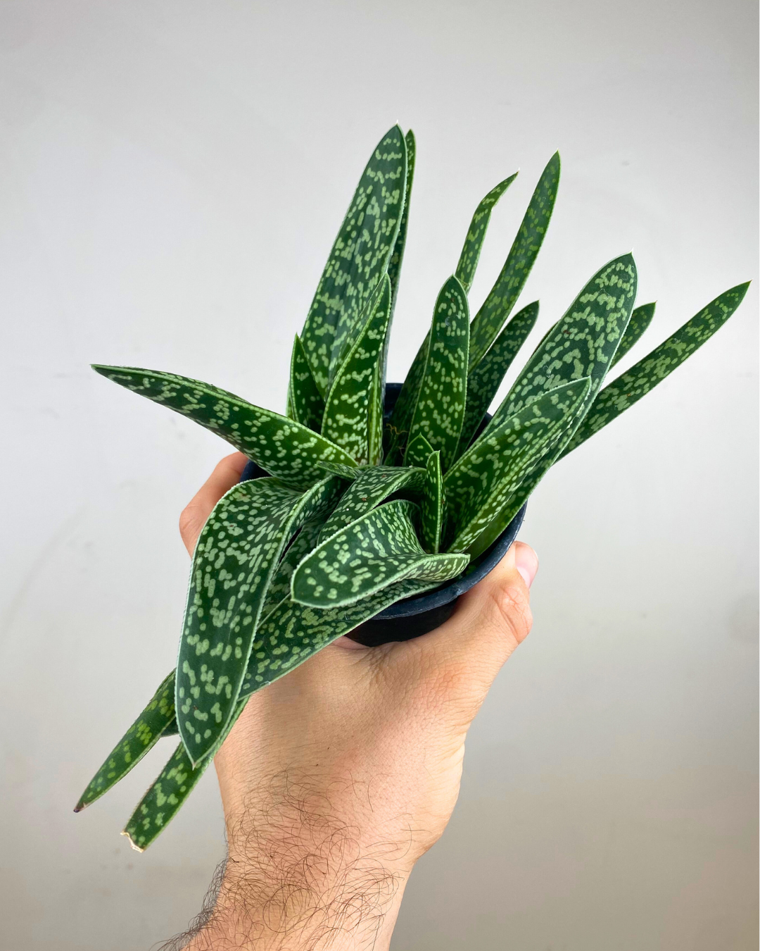 Feuilles triangulaires marbrées vert et argent d’Aloe variegata