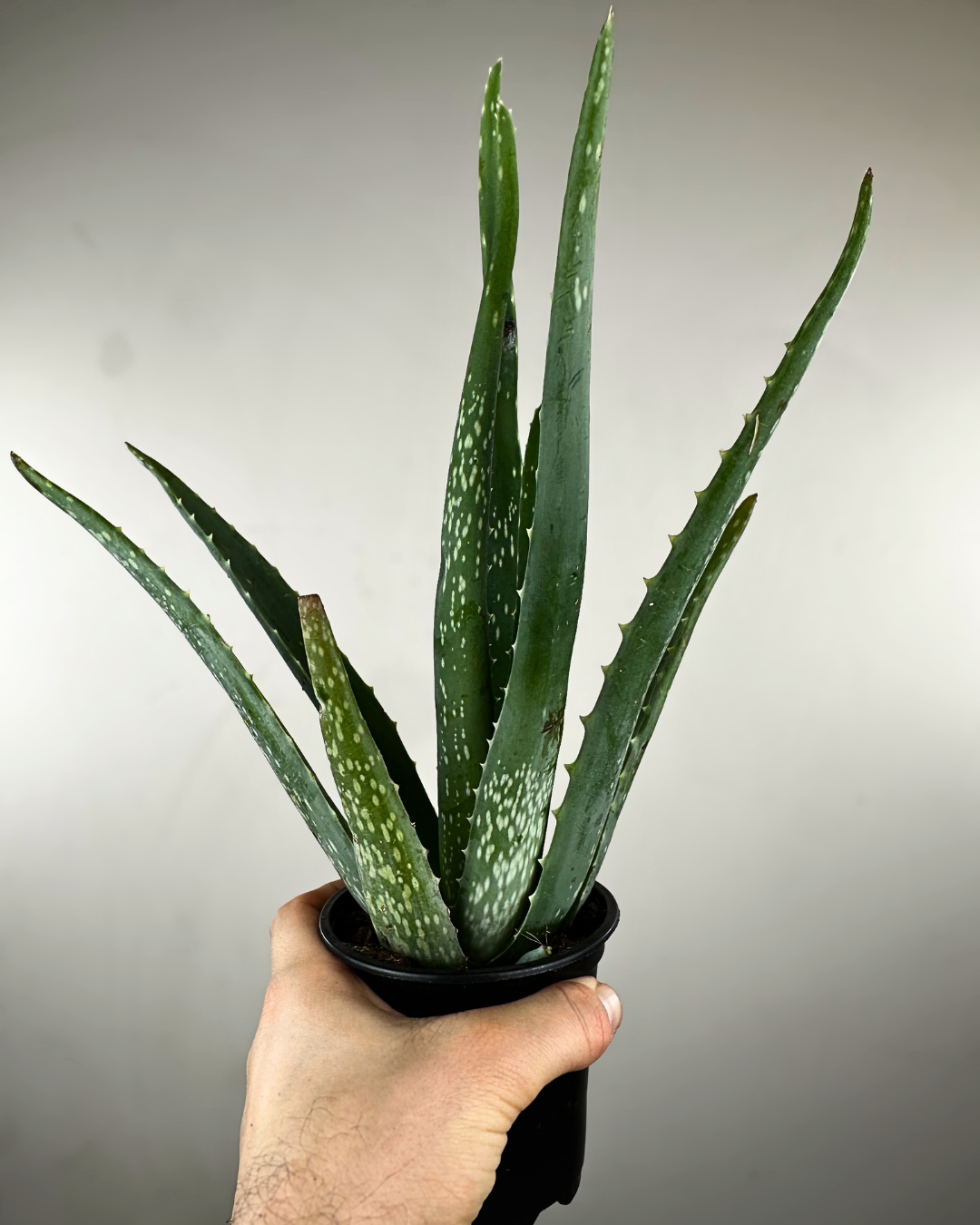 Rosette de feuilles charnues vertes d’Aloe vera