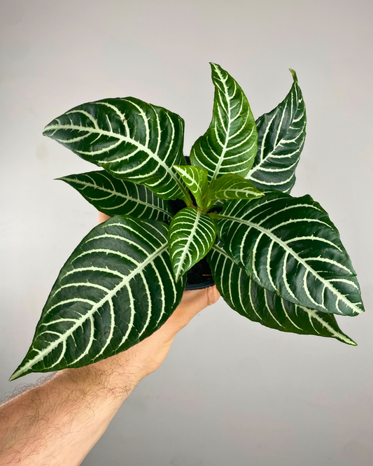 Feuillage sombre nervuré blanc de l’Aphelandra Dania (Zebra Plant)