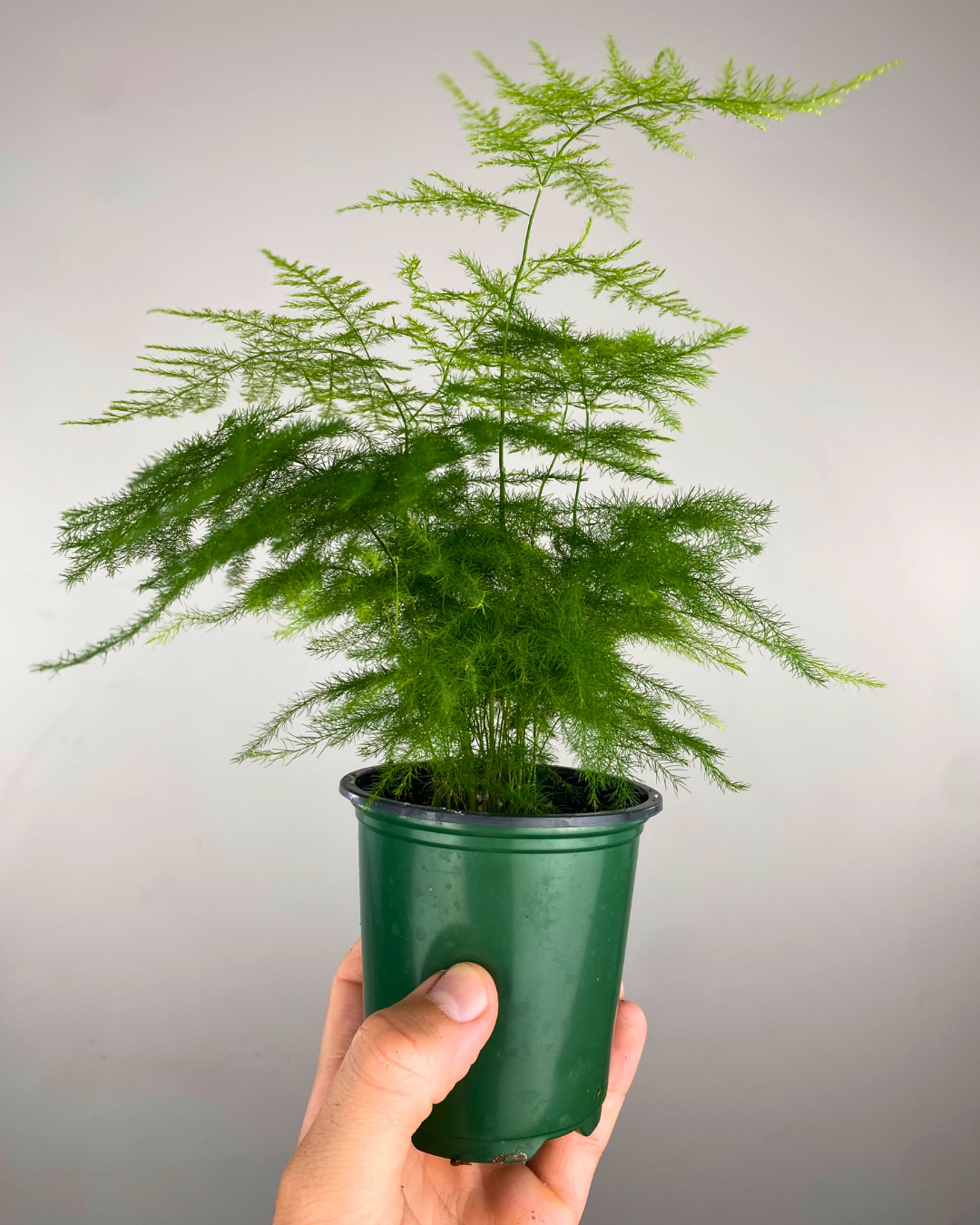 Feuillage plumeux et fin d’Asparagus Plumosa