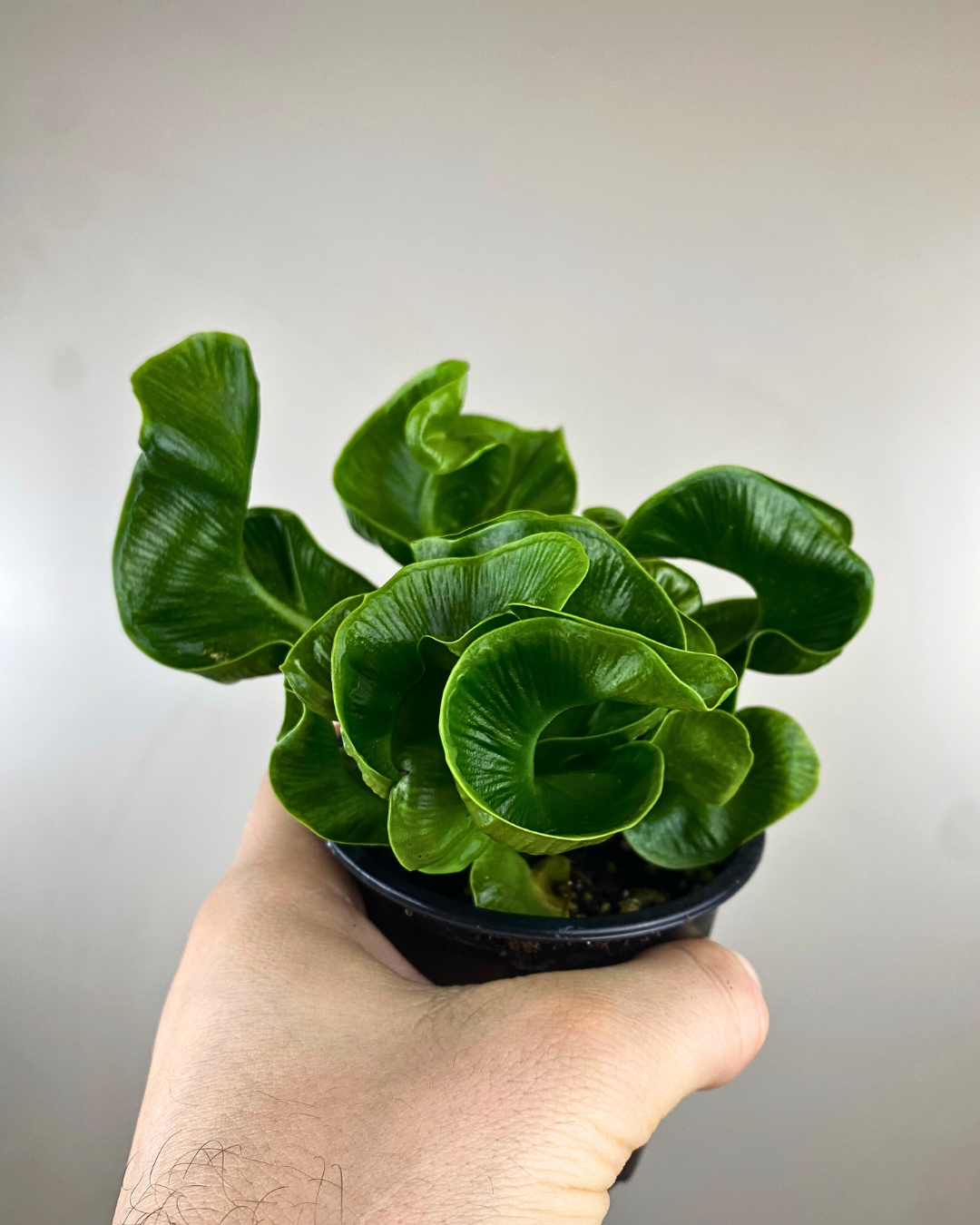 Frondes ondulées vert vif de l’Asplenium Cobra