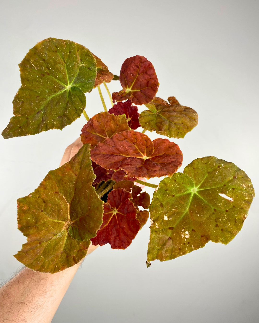Feuilles orange vif et jeunes feuilles du Begonia Autumn Ember