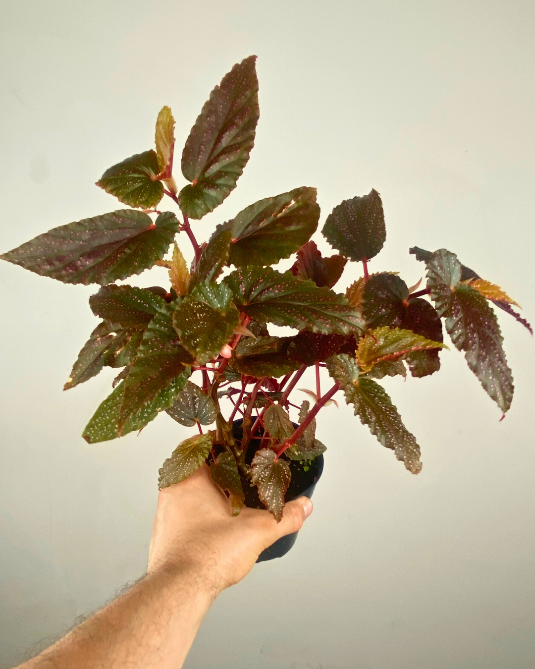 Feuilles vert foncé tachetées de rose du Begonia Benigo Pink