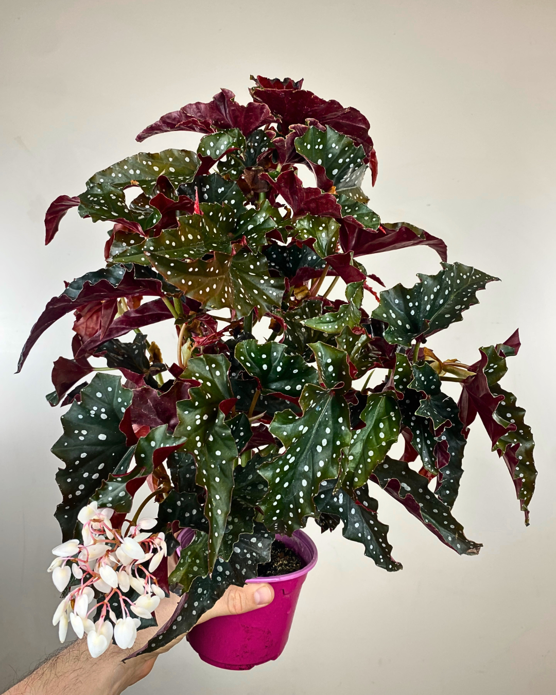 Feuilles très foncées parsemées d’argent du Begonia Black Forest