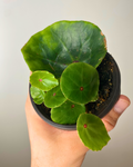 green begonia easy to care canada fast shipping