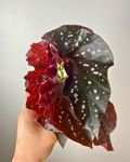 Begonia 'Cracklin Rosie' cane begonia easy to care canada
