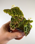 Begonia Dracopelta terrarium plant humidity canada