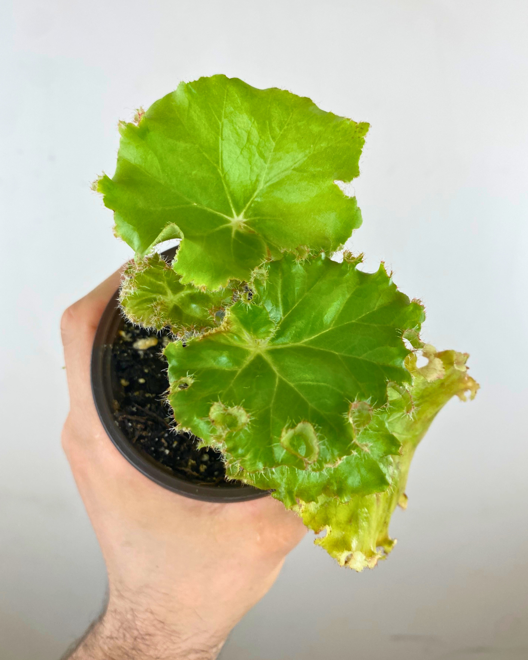 Begonia Erythrophylla Bunchii easy to care canada