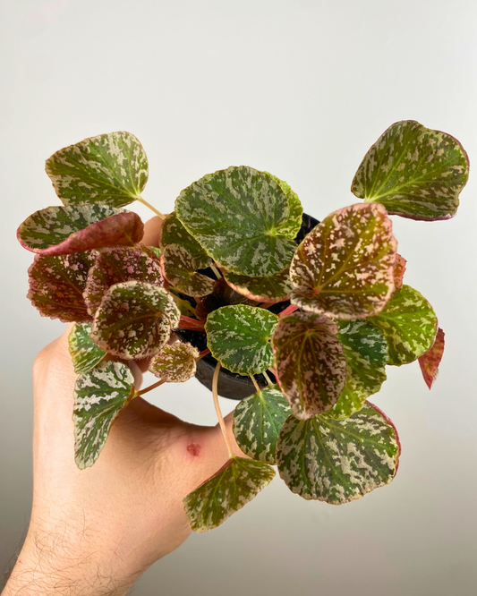 Begonia Gironellae x Nigritarum