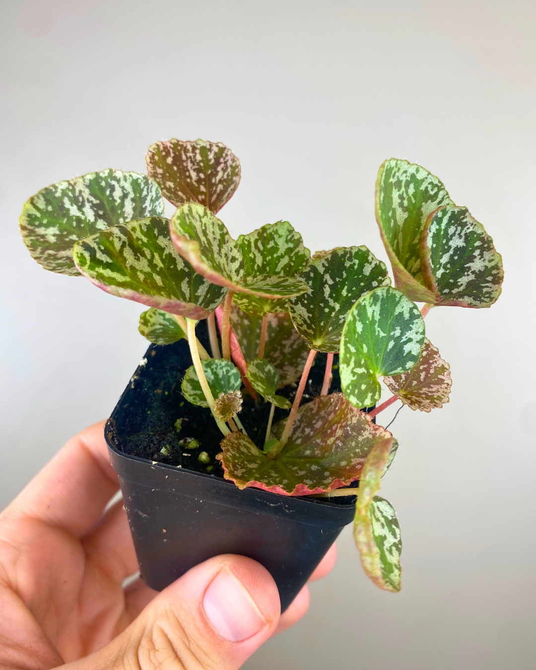 Begonia Gironellae x Nigritarum easy to care rare begonia