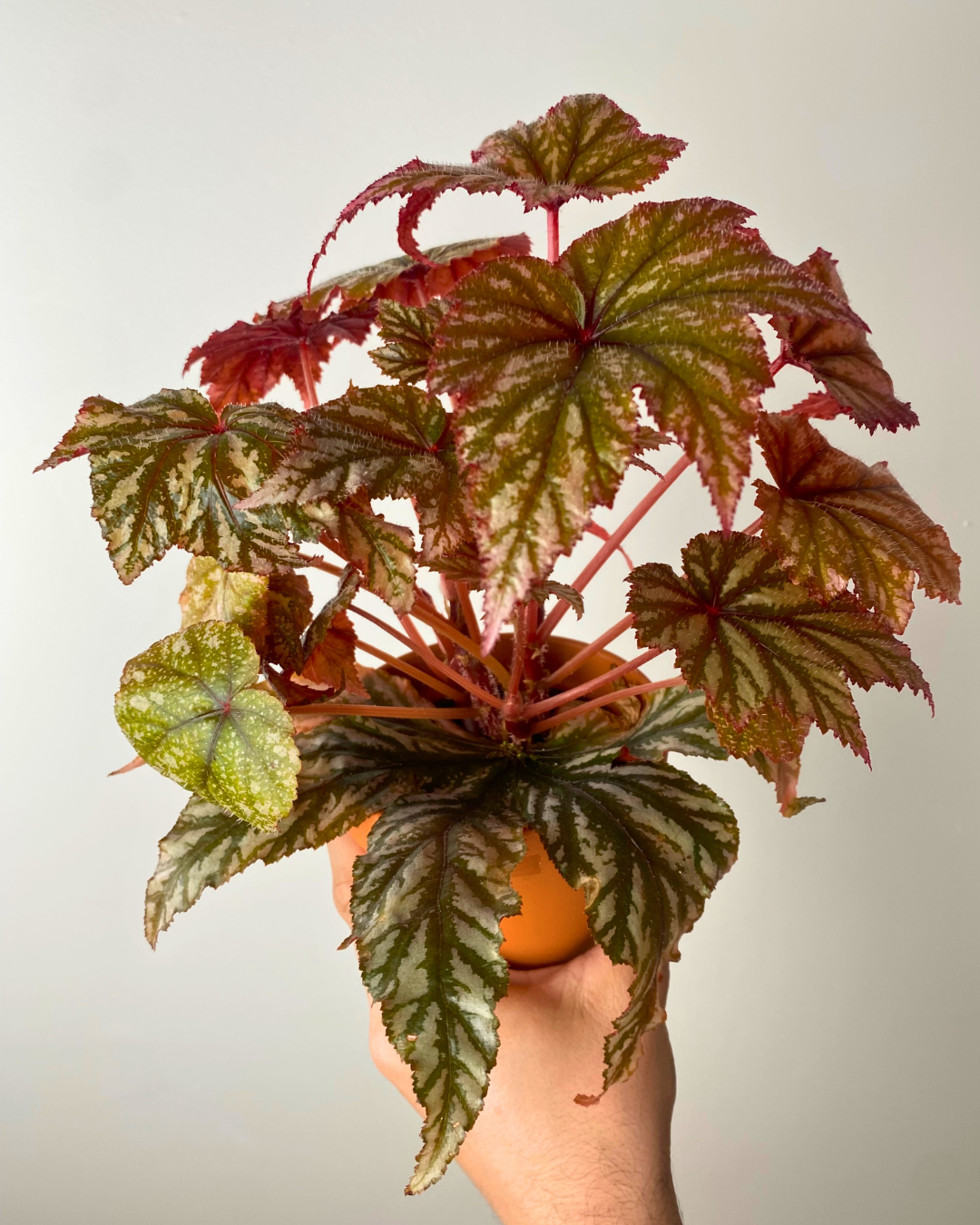 Begonia Gryphon easy beginner houseplant canada
