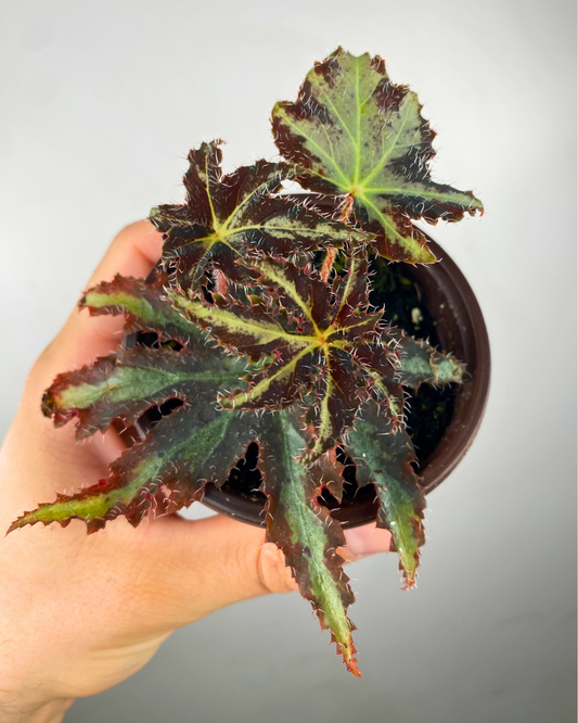 Bégonia Heracleifolia var. Nigricans rare house plant canada