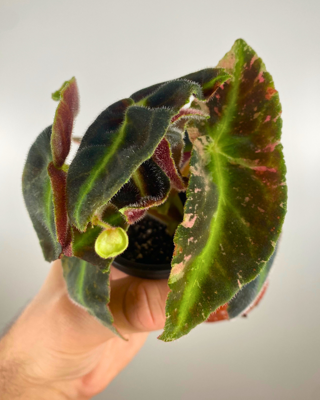 Begonia Listada Variegata extremely rare begonia collector unique canada