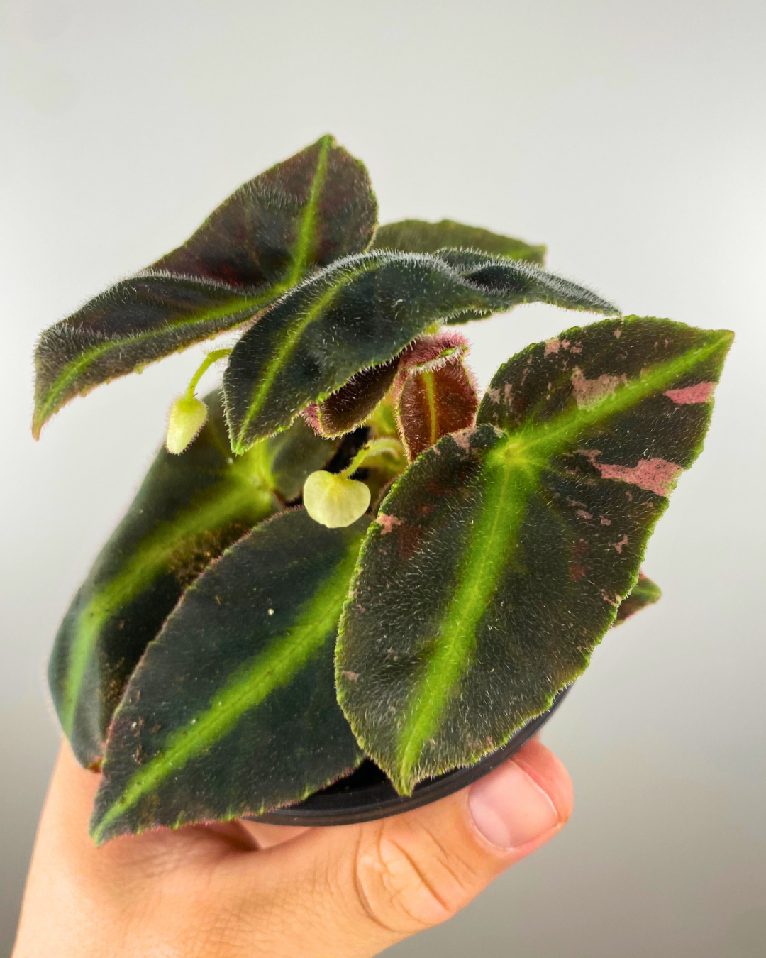 Begonia Listada Variegata extremely rare begonia collector unique canada