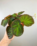 Feuilles bicolores veloutées de Begonia Manaus