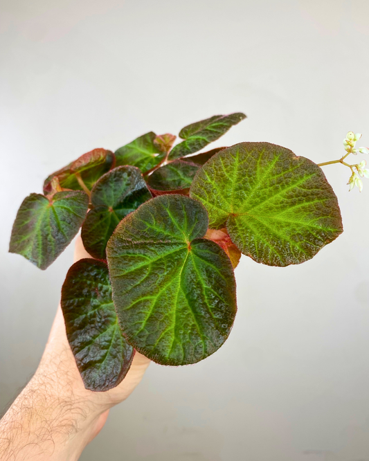 Feuilles bicolores veloutées de Begonia Manaus