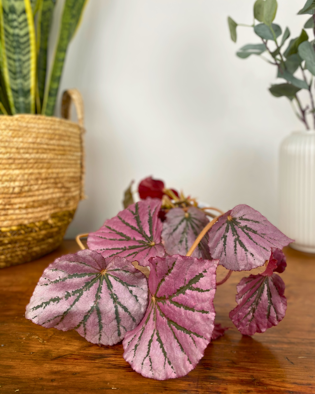 Begonia Martins Mystery pink begonia easy to care