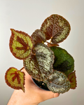 Begonia Masoniana Iron Cross unusual rare plant canada