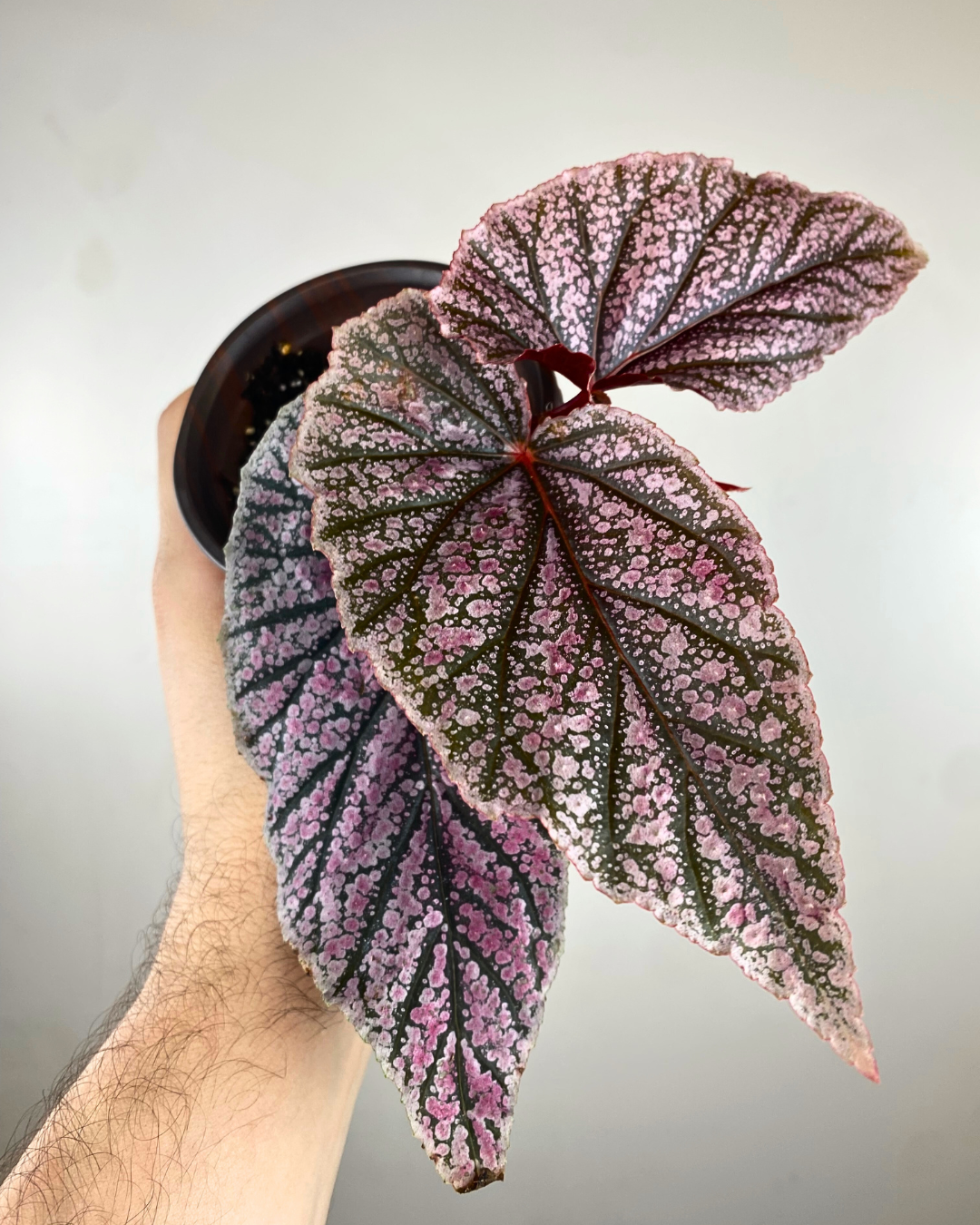 Feuillage métallisé argent-rosé du Begonia ‘Maurice Amey’
