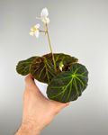 Begonia Olsoniae rare unusual stunning begonia