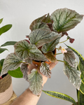 Begonia Rex Silver, easy to care begonia, silver plant, fast shipping