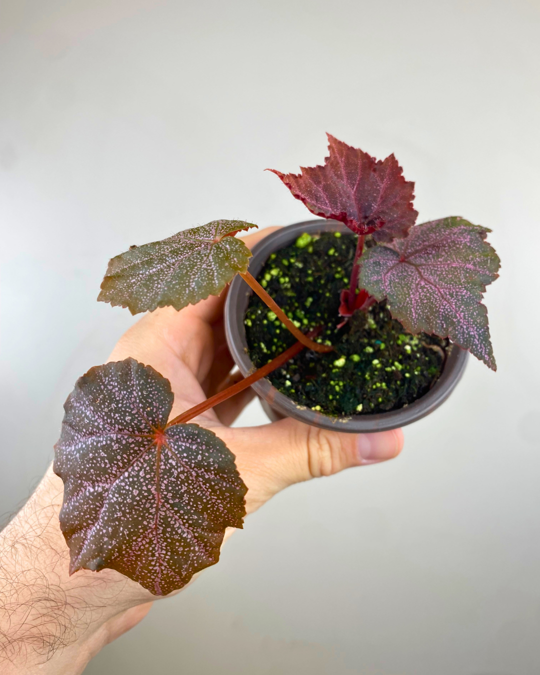 Feuilles marbrées vert et argent de Begonia ‘Robin’