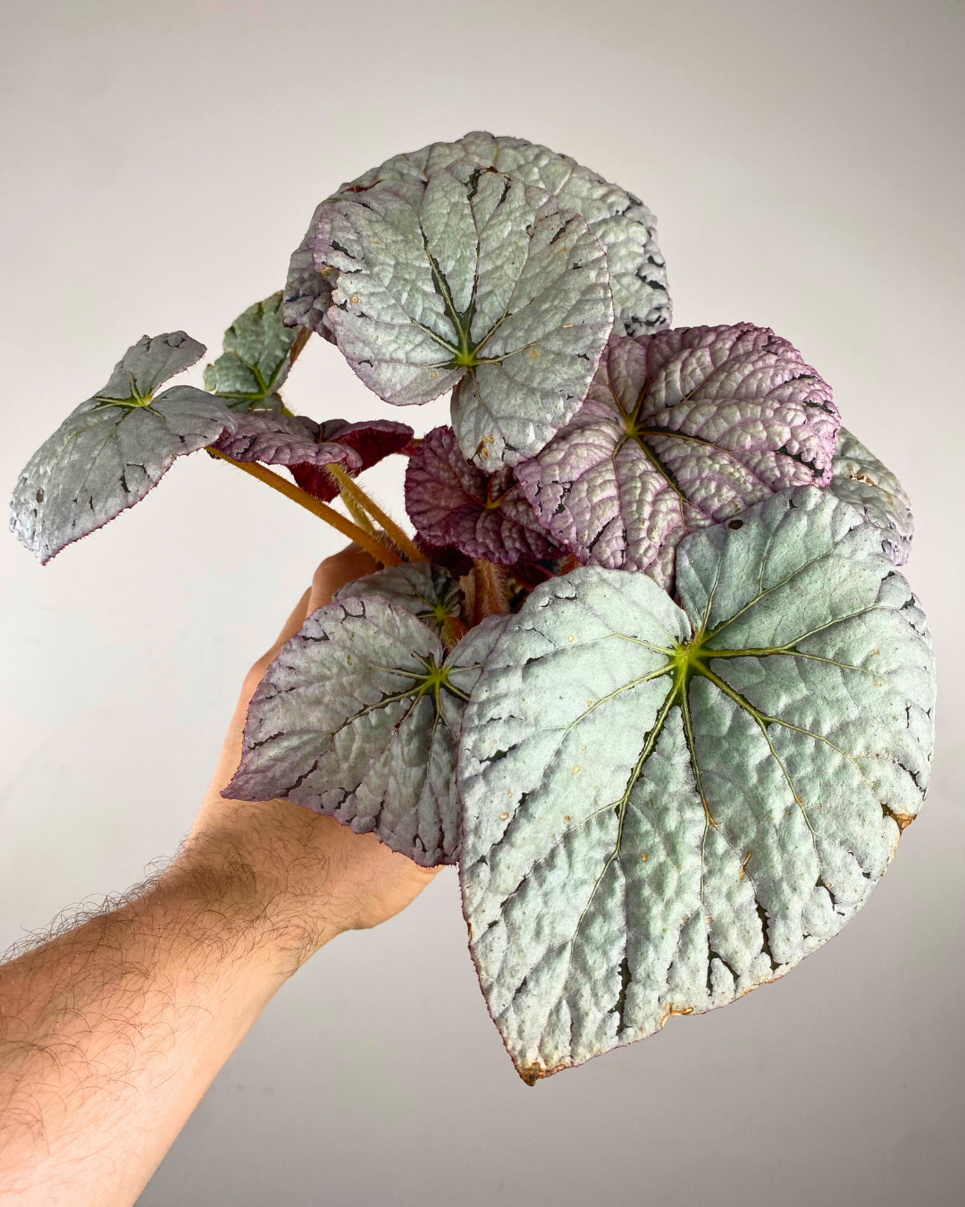 Feuilles larges argentées et texturées du Begonia Silver Dollar
