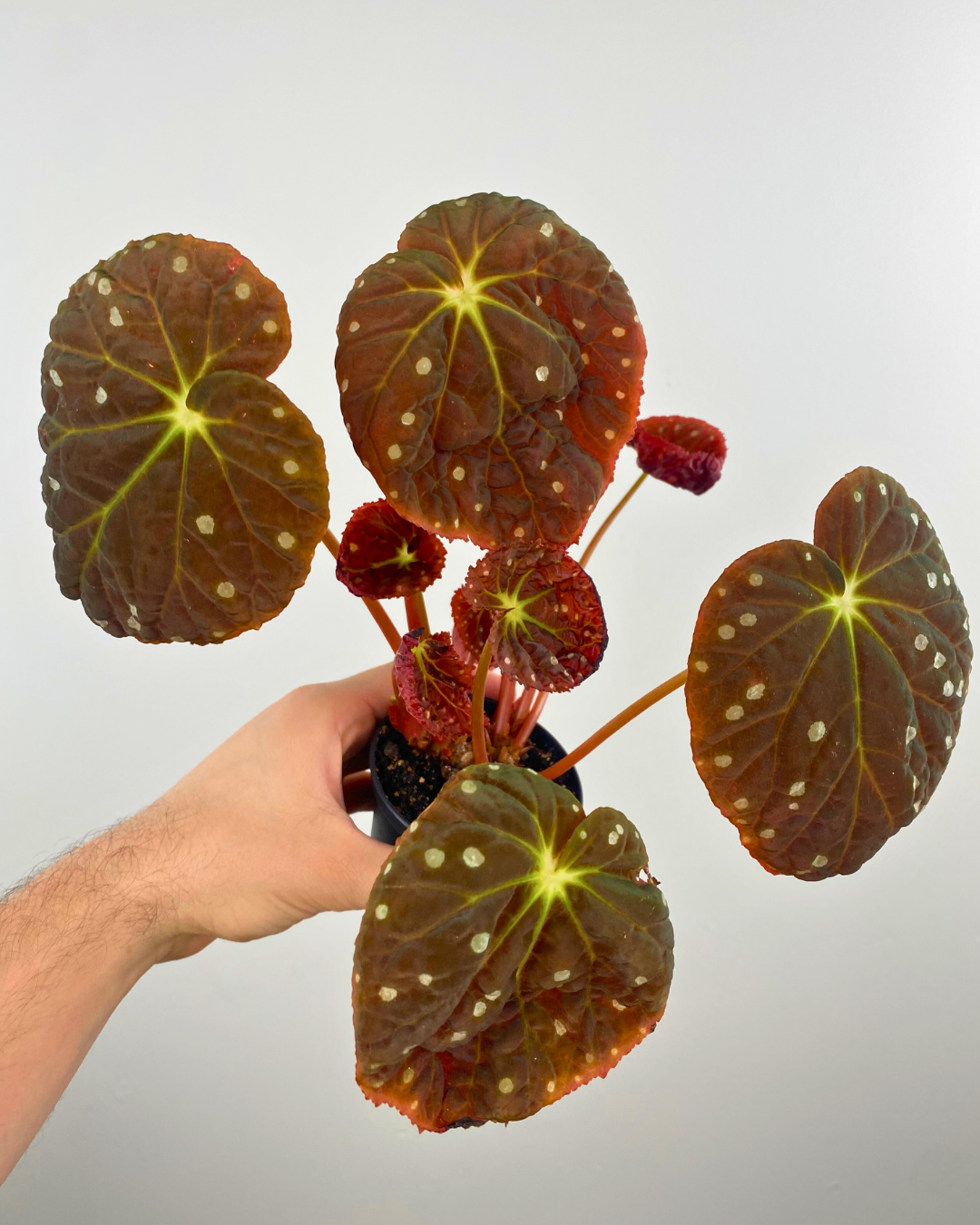 Begonia Starry Sky feuillage, Begonia étoiles argentées, Plante d’intérieur tropicale, Begonia hybride rare
